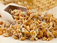 Как соблюдается диета на проросщеной пшенице