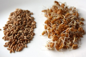 Как проросщенная пшеница помогает похудеть