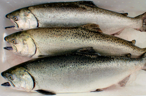 Рыба при диете Дюкана разрешена и морская, и речная, но - только нежирные сорта.