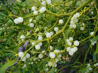 Лечебные свойства омелы белой