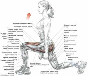 Какие мышцы задействованы