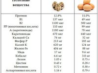 Полезные вещества разных видов яиц