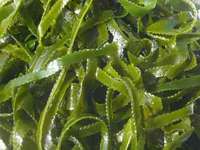 Ламинария - полезные качества питательной водоросли