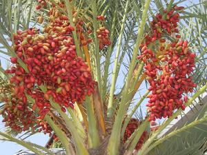 Финики на пальме в период сбора урожая